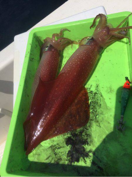 「LaGooN」蒼陽丸 日和号 釣果