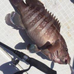 「LaGooN」蒼陽丸 日和号 釣果