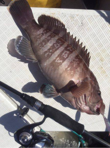 「LaGooN」蒼陽丸 日和号 釣果
