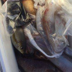 「LaGooN」蒼陽丸 日和号 釣果