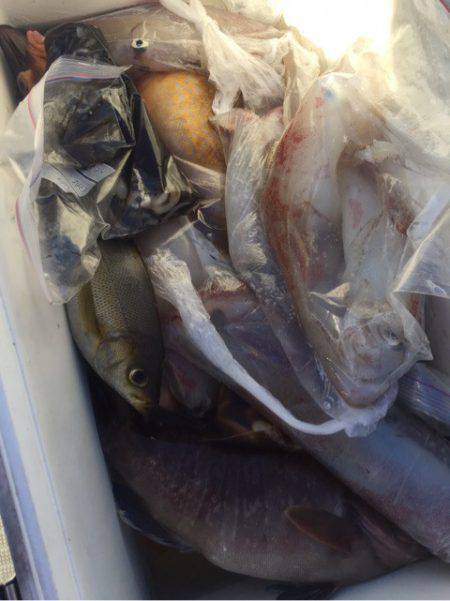 「LaGooN」蒼陽丸 日和号 釣果