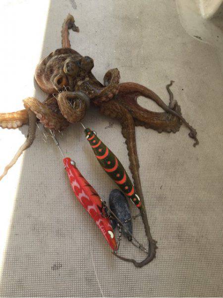 末広丸(熊本) 釣果