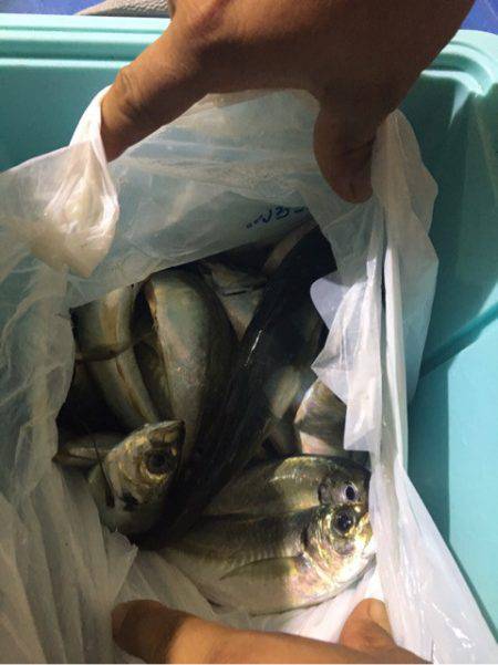 ヤザワ渡船 釣果