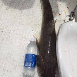 「LaGooN」蒼陽丸 日和号 釣果