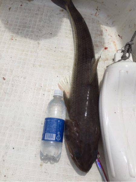 「LaGooN」蒼陽丸 日和号 釣果