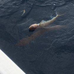 「LaGooN」蒼陽丸 日和号 釣果