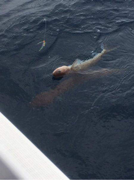 「LaGooN」蒼陽丸 日和号 釣果