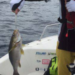 「LaGooN」蒼陽丸 日和号 釣果