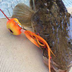 末広丸(熊本) 釣果