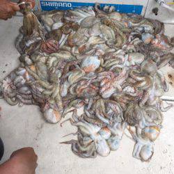 末広丸(熊本) 釣果