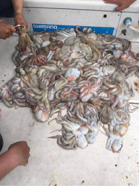 末広丸(熊本) 釣果