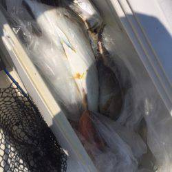 「LaGooN」蒼陽丸 日和号　 釣果