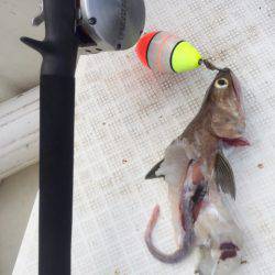 「LaGooN」蒼陽丸 日和号　 釣果