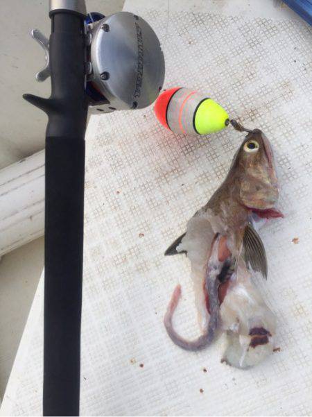 「LaGooN」蒼陽丸 日和号　 釣果