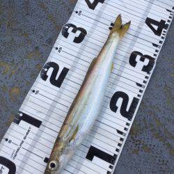 第二 海洋丸 釣果