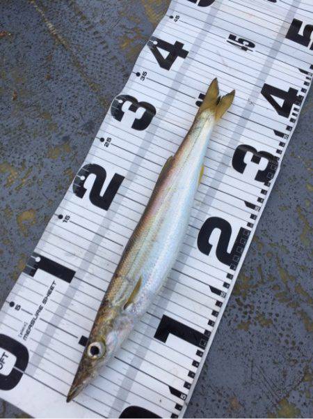 第二 海洋丸 釣果