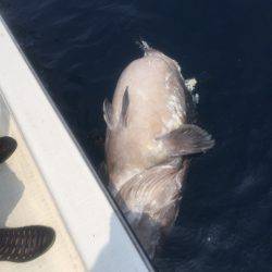 「LaGooN」蒼陽丸 日和号 釣果