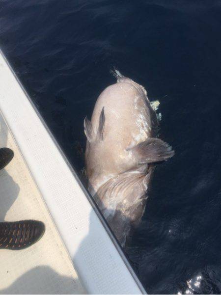 「LaGooN」蒼陽丸 日和号 釣果