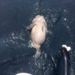 「LaGooN」蒼陽丸 日和号 釣果