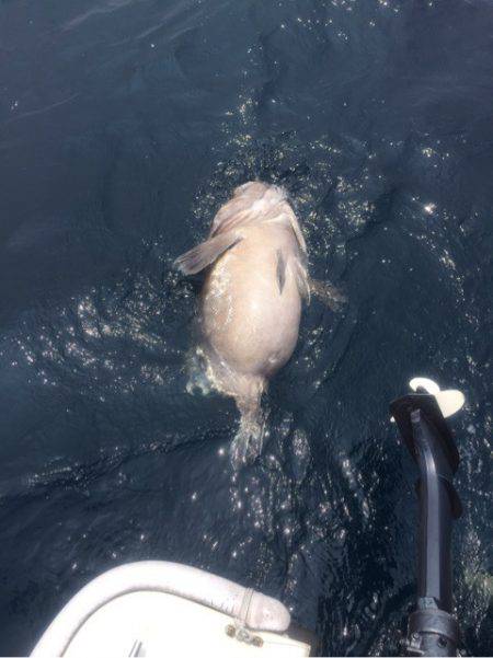 「LaGooN」蒼陽丸 日和号 釣果