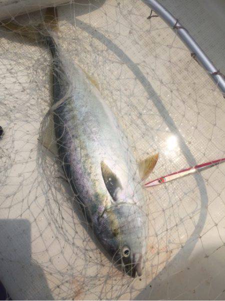 「LaGooN」蒼陽丸 日和号 釣果