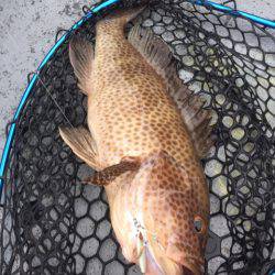 第二 海洋丸 釣果