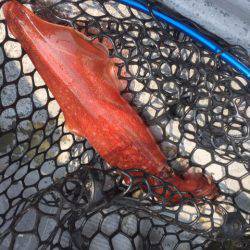 第二 海洋丸 釣果