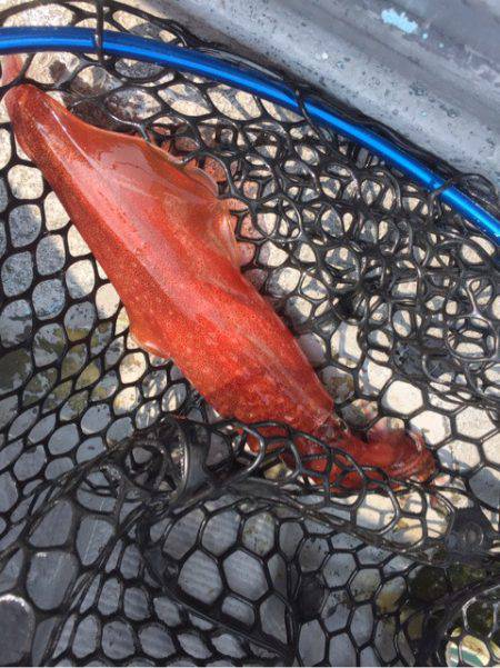 第二 海洋丸 釣果