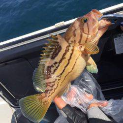 「LaGooN」蒼陽丸 日和号 釣果