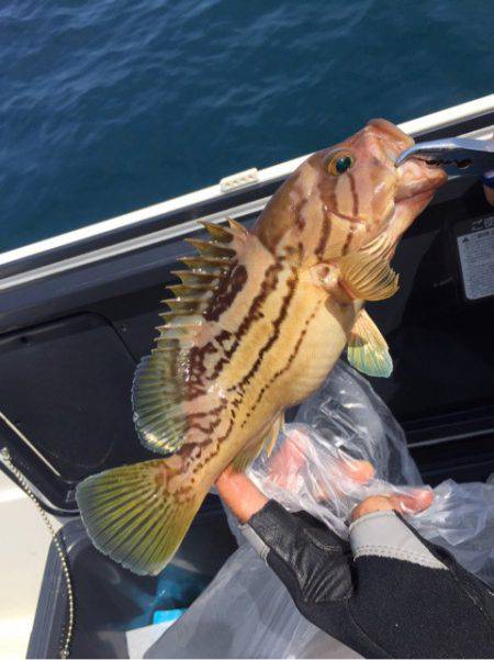 「LaGooN」蒼陽丸 日和号 釣果