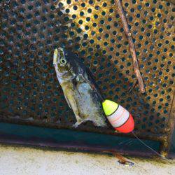 「LaGooN」蒼陽丸 日和号 釣果