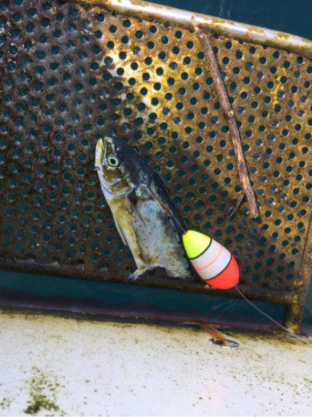 「LaGooN」蒼陽丸 日和号 釣果