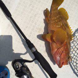 「LaGooN」蒼陽丸 日和号　 釣果