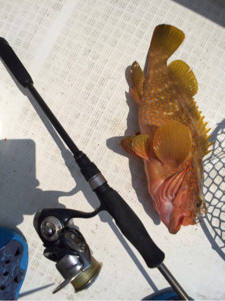 「LaGooN」蒼陽丸 日和号　 釣果