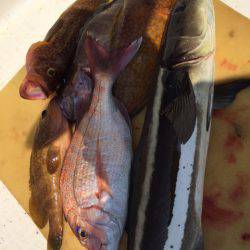 「LaGooN」蒼陽丸 日和号　 釣果