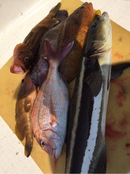 「LaGooN」蒼陽丸 日和号　 釣果