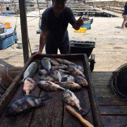 釣り堀水宝 釣果