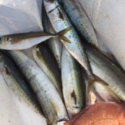 第二 海洋丸 釣果