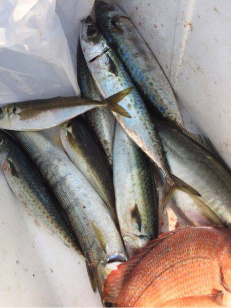 第二 海洋丸 釣果