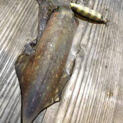 渡船屋たにぐち 釣果