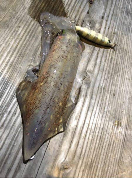 渡船屋たにぐち 釣果