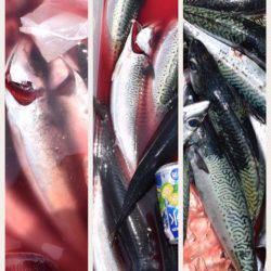 渡船屋たにぐち 釣果