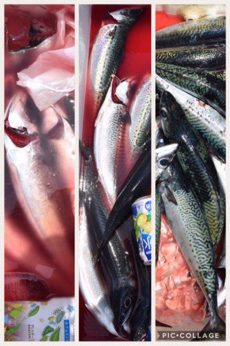 渡船屋たにぐち 釣果