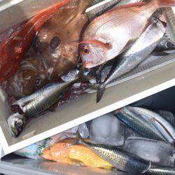 渡船屋たにぐち 釣果