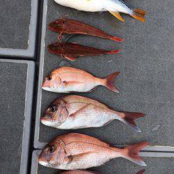 SeaRide(シーライド) 釣果