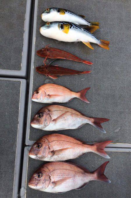 SeaRide(シーライド) 釣果