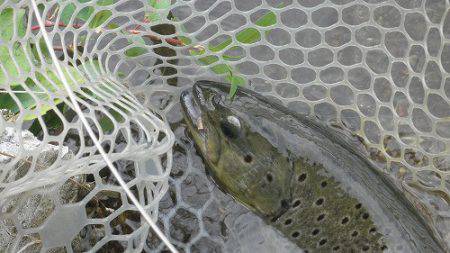 平谷湖フィッシングスポット 釣果