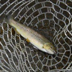 平谷湖フィッシングスポット 釣果