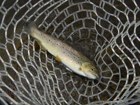 平谷湖フィッシングスポット 釣果