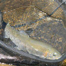 平谷湖フィッシングスポット 釣果